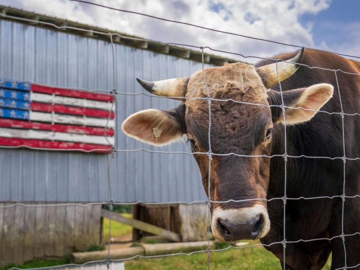 Preocupación en Estados Unidos tras confirmarse el ingreso a Texas de una plaga de gran impacto en Uruguay