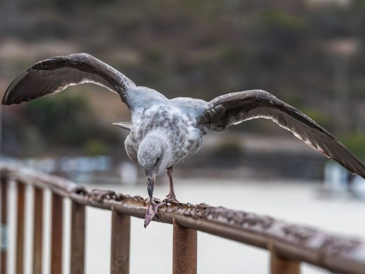 Australia detecta el primer caso de gripe aviar H5 en su territorio continental