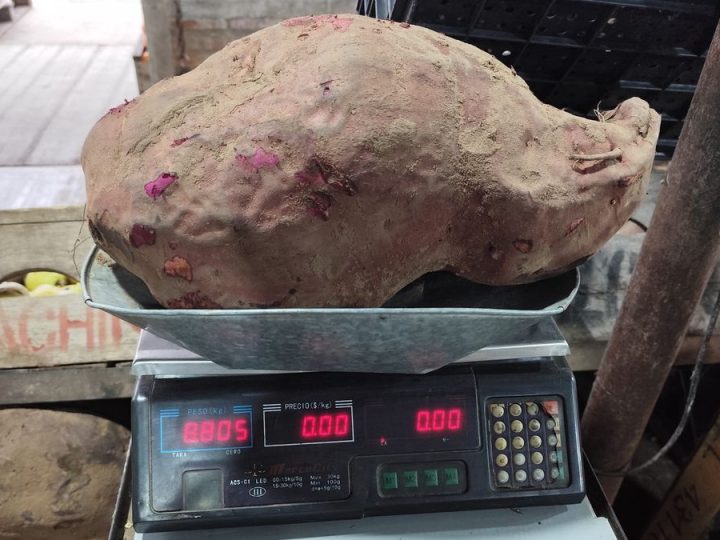La historia de los boniatos gigantes de Tacuarembó, por qué no se venden y qué destino pueden tener