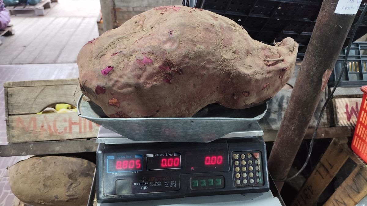 La historia de los boniatos gigantes de Tacuarembó, por qué no se venden y qué destino pueden tener