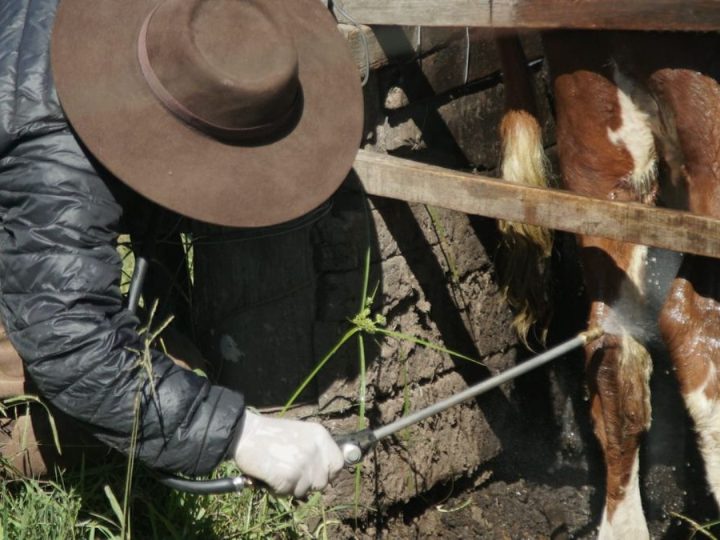 Primer trabajo de la serie educativa sobre garrapata bovina explica qué es una generación de este parásito