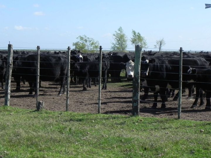 Cambio en el mercado ganadero: la meseta pasó a un escenario de valores en ascenso por vacunos gordos