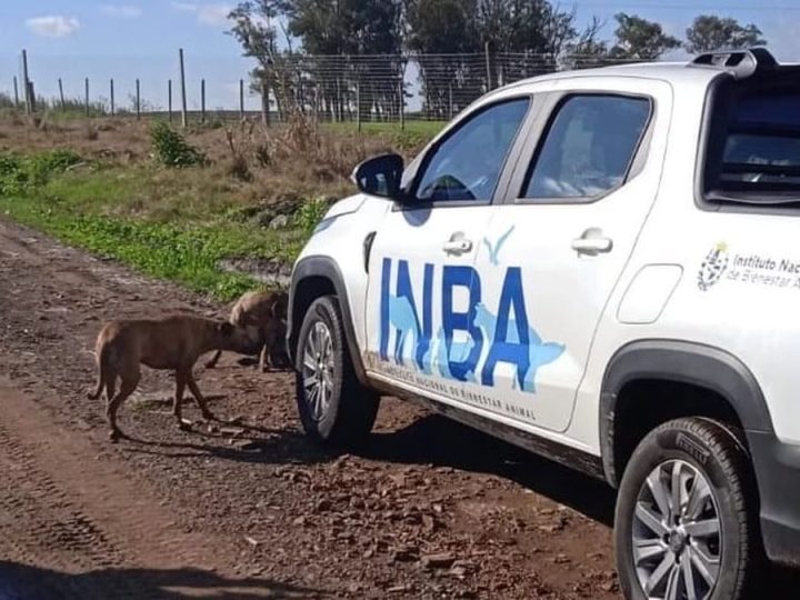El INBA, los ataques de perros y cientos de denuncias en el interior atendidas por solo tres funcionarios
