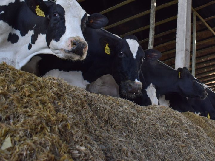 Tensión en la lechería uruguaya: récord de producción y desafíos comerciales