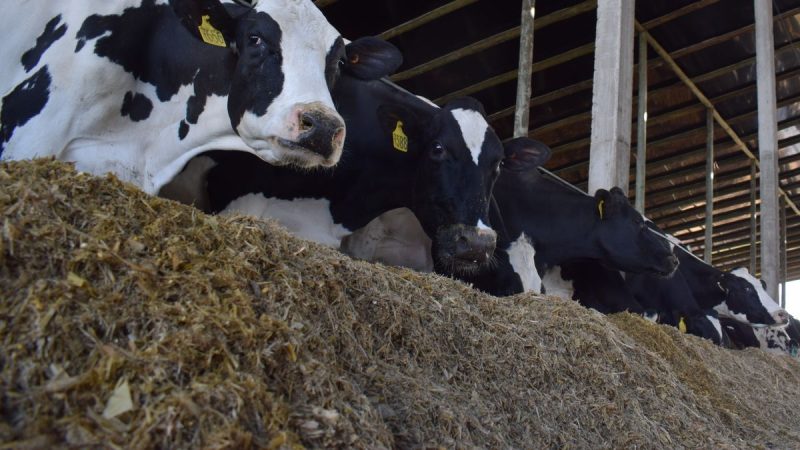 Tensión en la lechería uruguaya: récord de producción y desafíos comerciales