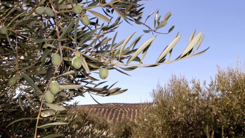 Syngenta pone a disposición de los olivareros su gama de producto para los tratamientos herbicidas y nutricionales del otoño