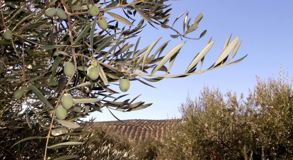 Syngenta pone a disposición de los olivareros su gama de producto para los tratamientos herbicidas y nutricionales del otoño