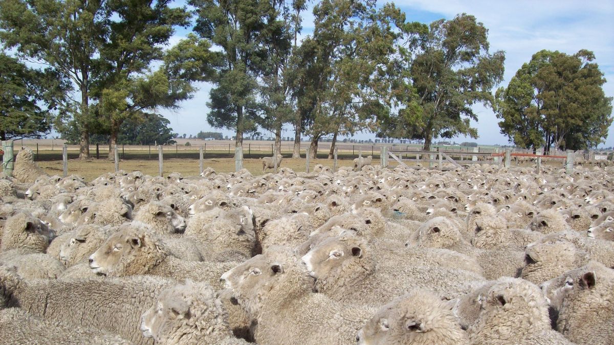 Rubro ovino con los mejores precios por lanas, haciendas y carne en mucho tiempo
