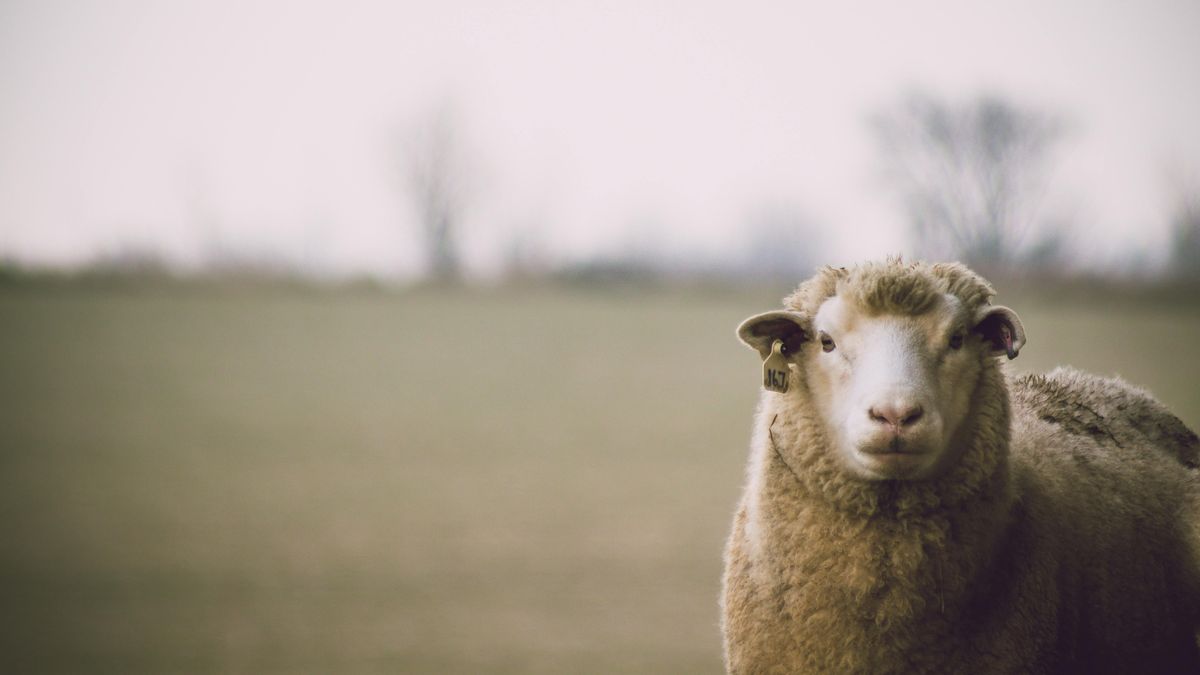 ¿Uruguay se queda sin ovejas? Para la Federación Rural "no hay más tiempo para la reflexión"