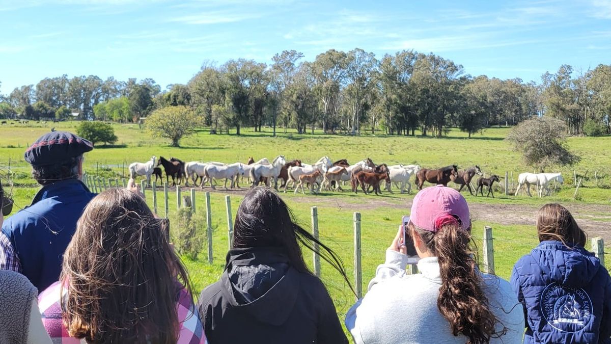 Los detalles de la Jornada sobre Producción Equina en el polo de la equinocultura en Uruguay