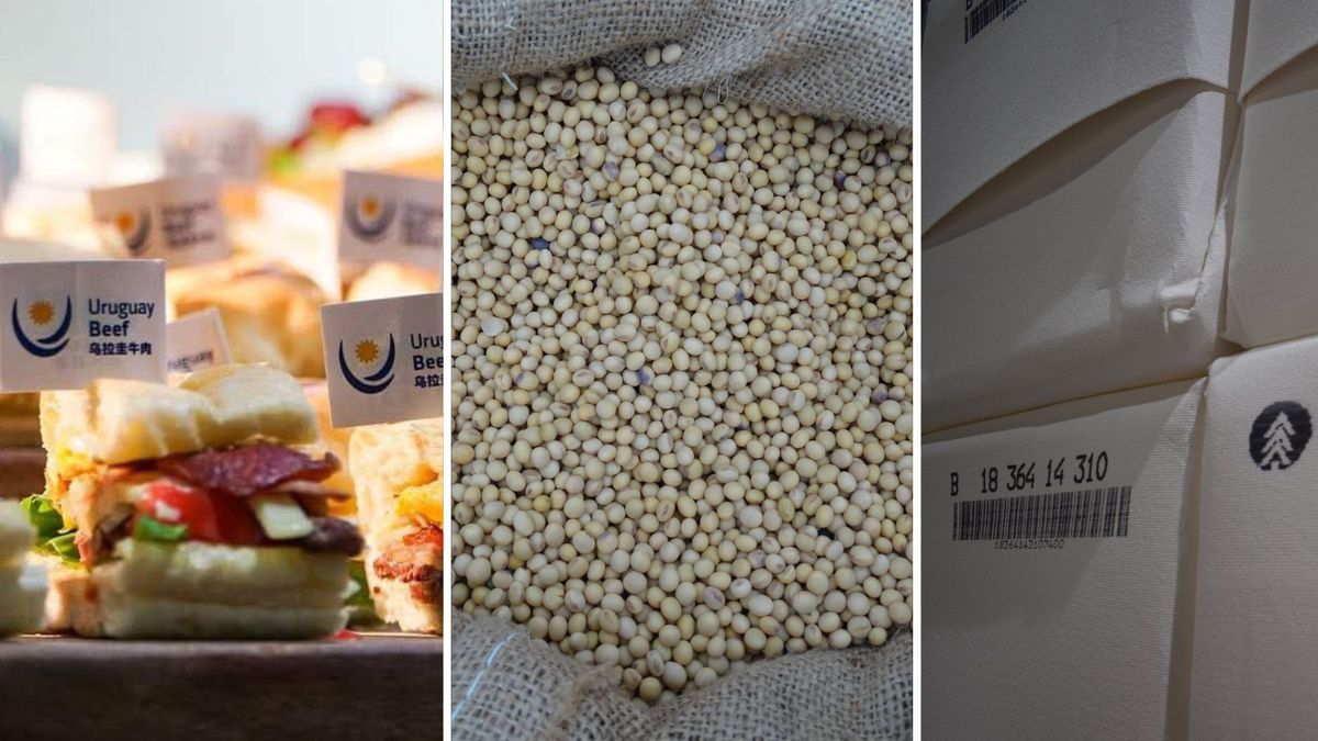 Carne vacuna, soja y celulosa, así va la batalla por liderar en las exportaciones desde Uruguay