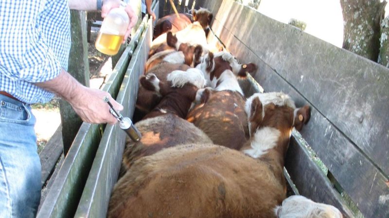 La reacción de la Federación Rural tras la detección en China de carne uruguaya con residuos de garrapaticida