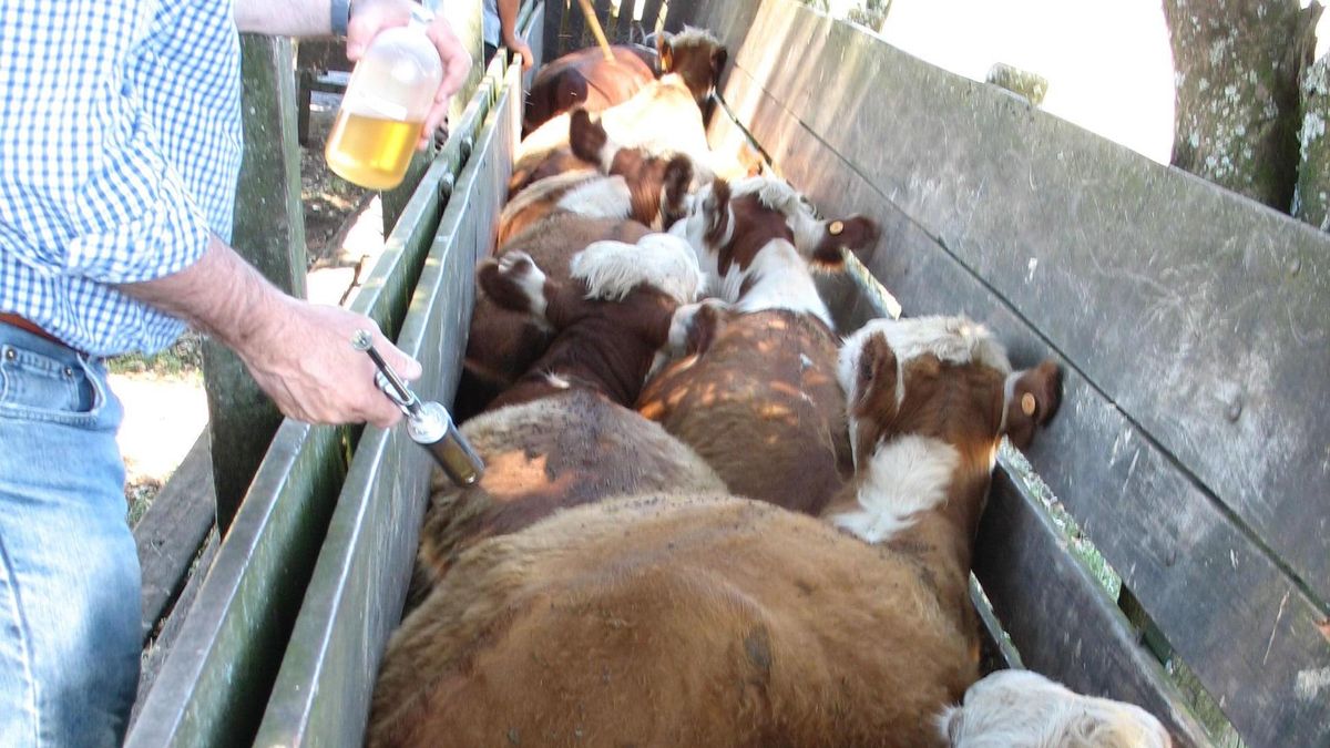 La reacción de la Federación Rural tras la detección en China de carne uruguaya con residuos de garrapaticida