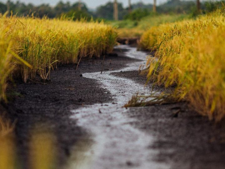Los productores de arroz en una montaña rusa peligrosa