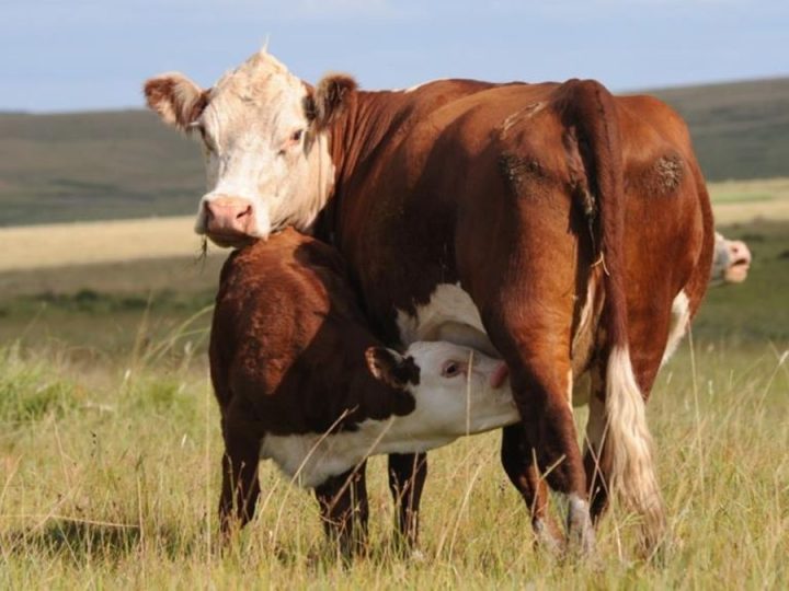 El ajuste en el precio del ganado gordo, lejos del bajón de 2022, cerca de ser una anécdota