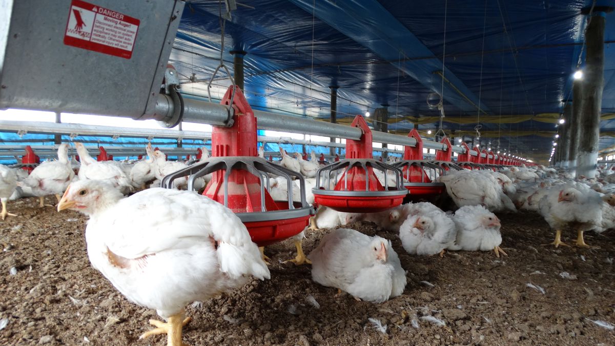 La relevancia del manual sobre Buenas Prácticas Avícolas que el MGAP está entregando a los productores