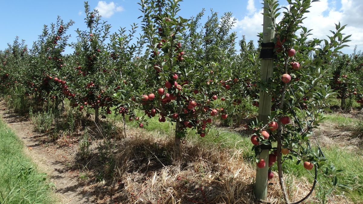 Histórico: tres mujeres rurales en los principales cargos directivos de la Confederación Granjera del Uruguay
