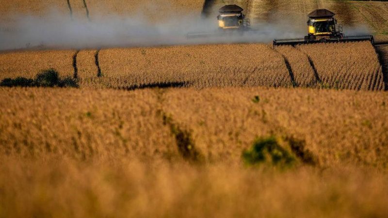 Precio de la soja trepó a máximos de un año y medio: China tiene la llave del mercado