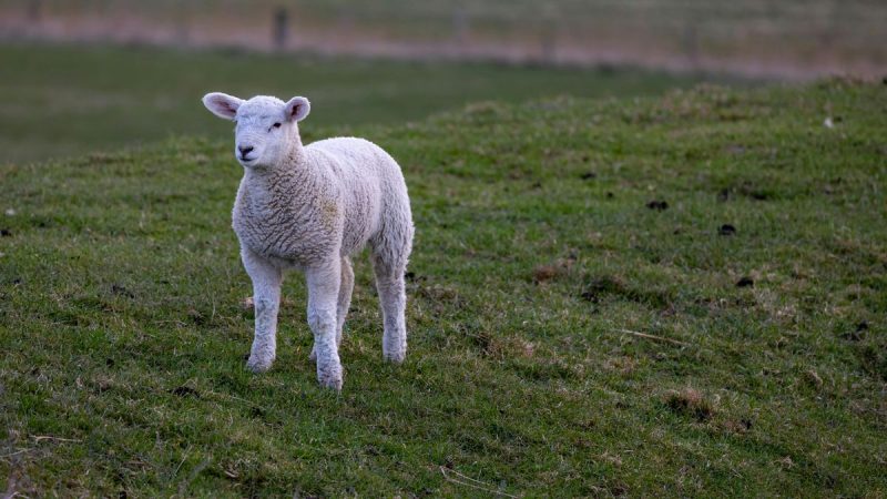 Cría de ovinos tendrá baterías de estímulos que acompañan el alza en los mercados