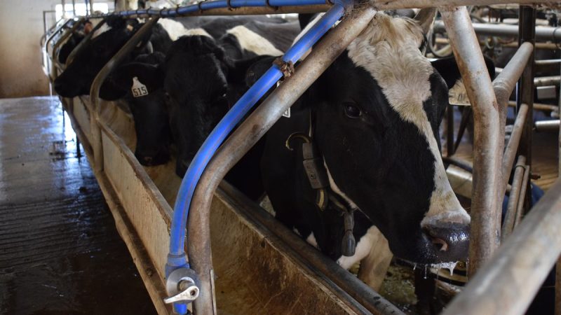 Inale informó que mejoraron los indicadores de la remisión de leche desde los tambos