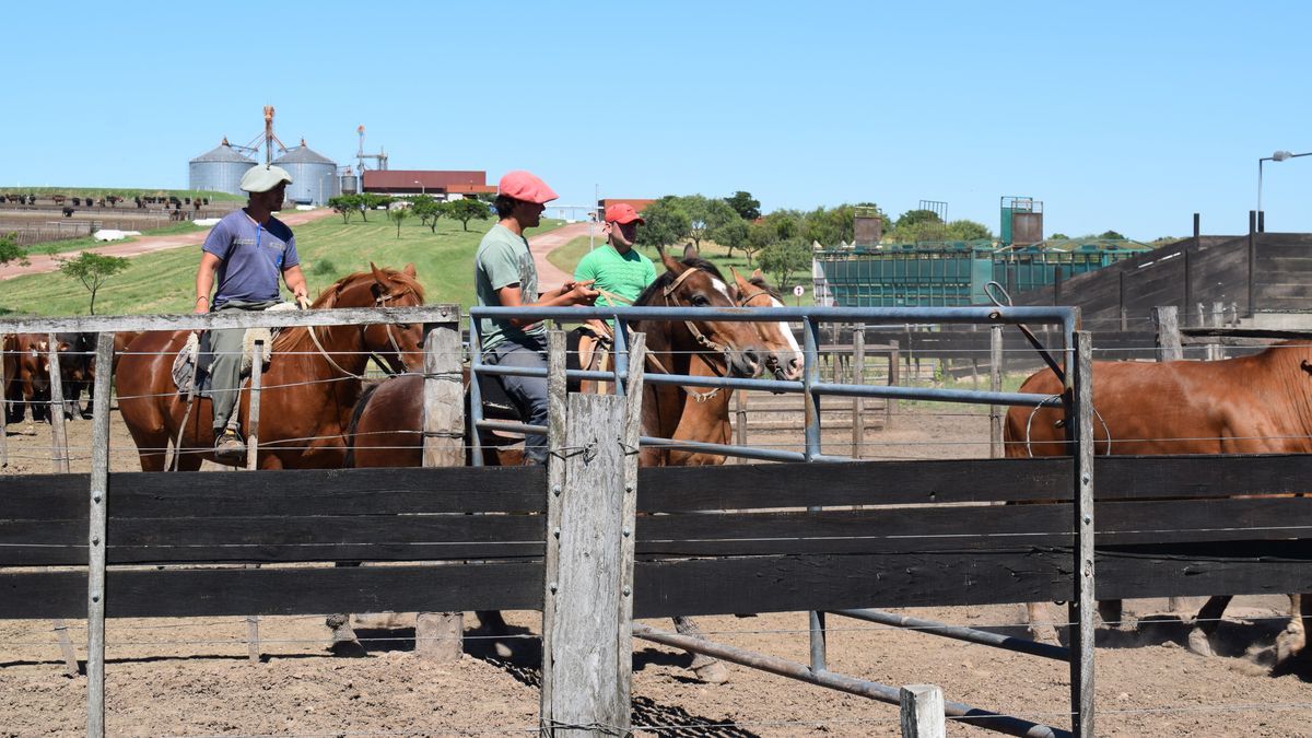 La faena de vacunos de este año será la tercera mayor de la historia y los novillos llegaron con más kilos