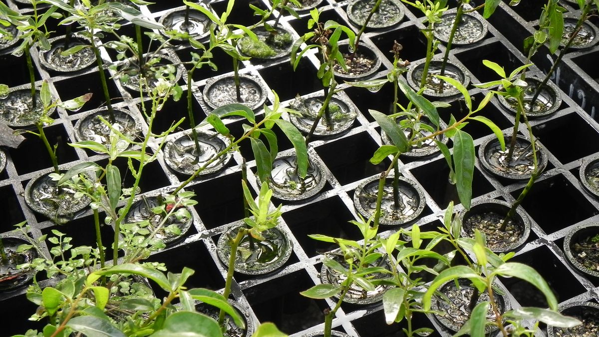La gran necesidad del sector forestal para crecer "a otro ritmo" y despegarse de la ganadería