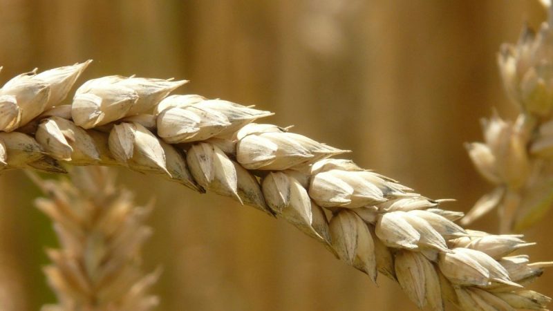 Luces y sombras para el trigo de Uruguay: muchos kilos, poco precio y baja proteína