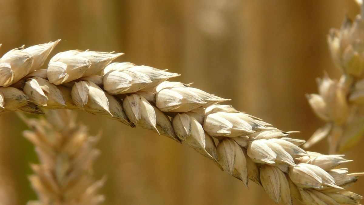 Luces y sombras para el trigo de Uruguay: muchos kilos, poco precio y baja proteína