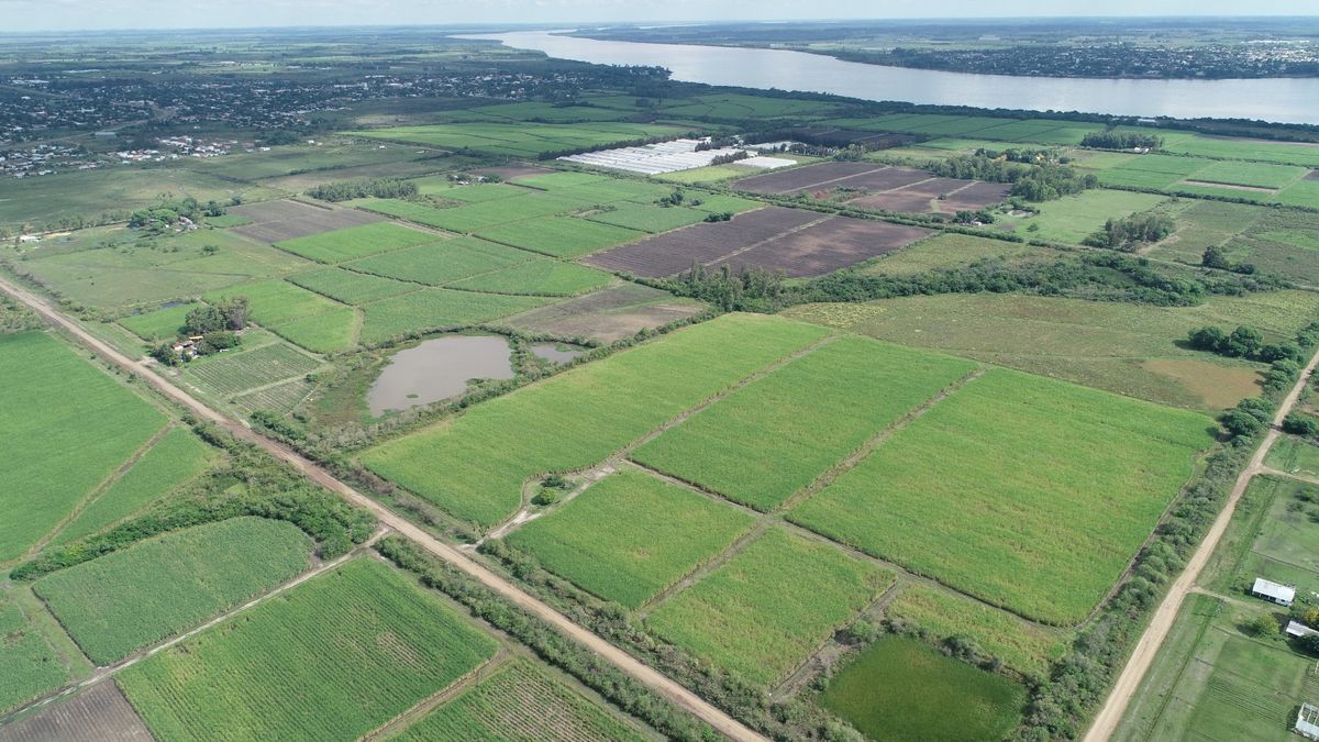 La zafra de caña de azúcar concluyó con el tercer mejor rendimiento por hectárea