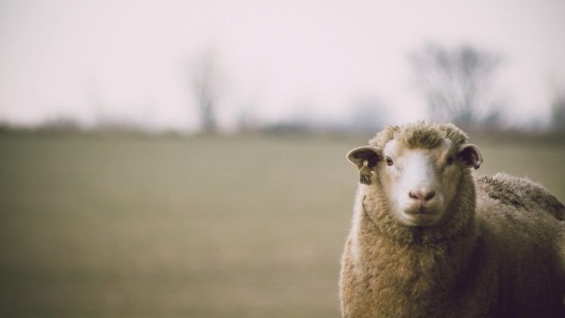 La lana y la carne ovina coronaron un año de sólido desempeño y van por más