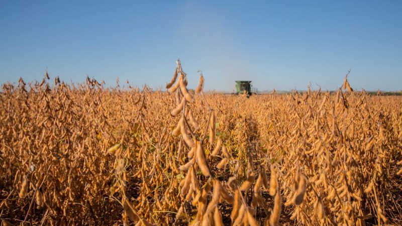 Repunta la soja y especialmente la colza en el comienzo de 2026