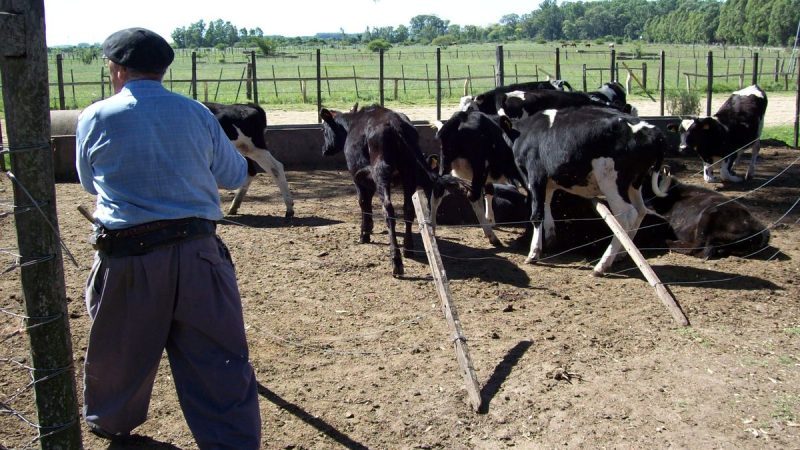El sentimiento de los tamberos por el conflicto en Conaprole: "Preocupación y tristeza"