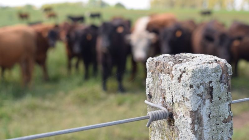 Sequía en gran parte del país obligó a modificar el plan inicial de vacunación contra la fiebre aftosa