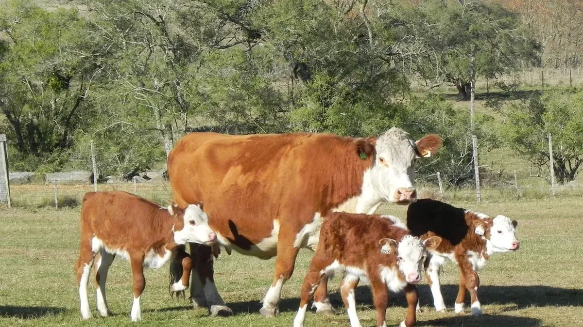 Al empezar la zafra de terneros el mercado se ha vuelto loco, ¿US$ 1.000 por cada uno?