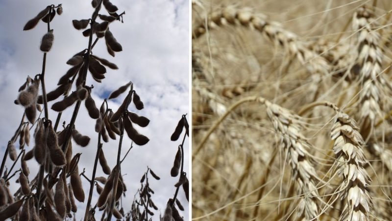Trigo en invierno y soja en verano, los números de los cultivos que lideran en área en cada zafra agrícola
