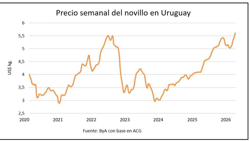 Los precios del ganado gordo no encuentran su techo, ¿hasta dónde llegarán?