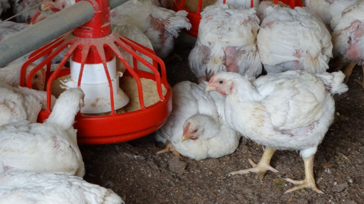 "Blindar los galpones", pedido urgente del MGAP a productores para evitar gripe aviar en granjas comerciales