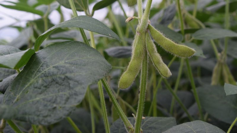 Soja al alza en mercado de granos con volatilidad: inquietud y ventanas de oportunidad