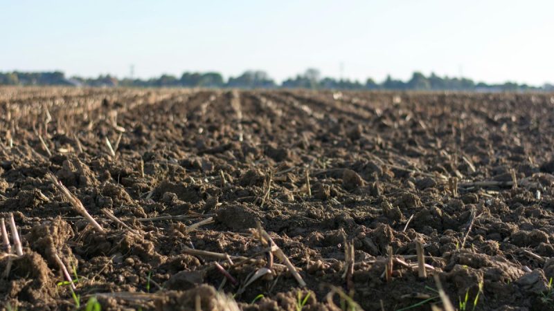 El difícil ajedrez de la próxima siembra para los productores en Uruguay