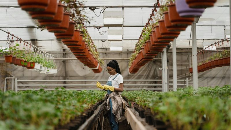 Financiamiento para proyectos de mujeres del agro y la pesca: ejes temáticos, plazos y montos