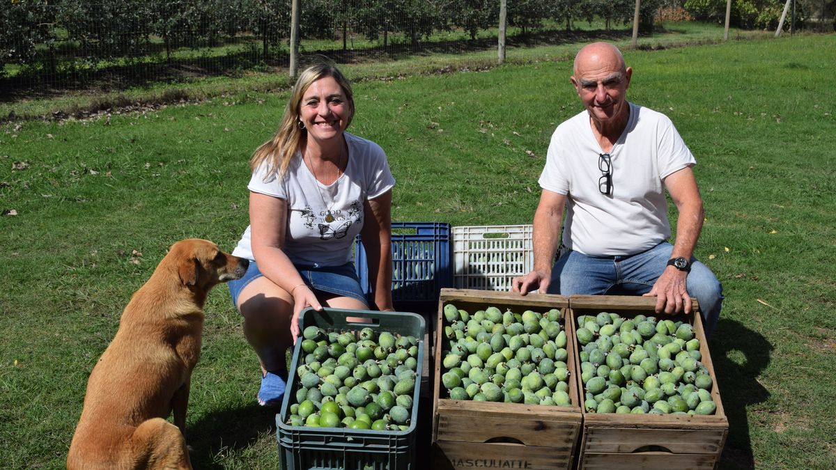 La pasión del granjero que ayudó a que los uruguayos disfruten "el sabor de la patria" en una fruta nativa