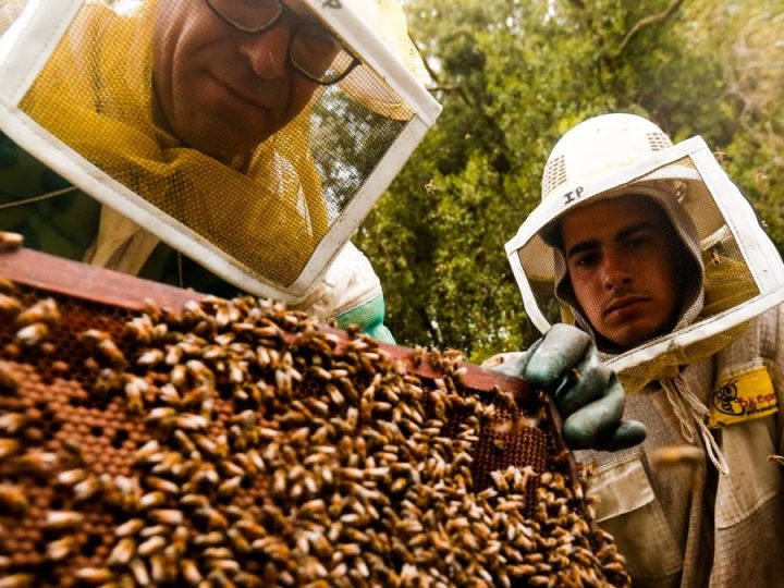 Apicultores en zafra agridulce, preocupados por mortandad de abejas y expectantes por el acuerdo Mercosur-UE