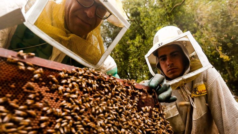Apicultores en zafra agridulce, preocupados por mortandad de abejas y expectantes por el acuerdo Mercosur-UE