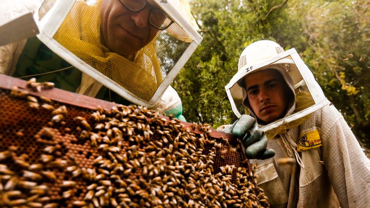 Apicultores en zafra agridulce, preocupados por mortandad de abejas y expectantes por el acuerdo Mercosur-UE