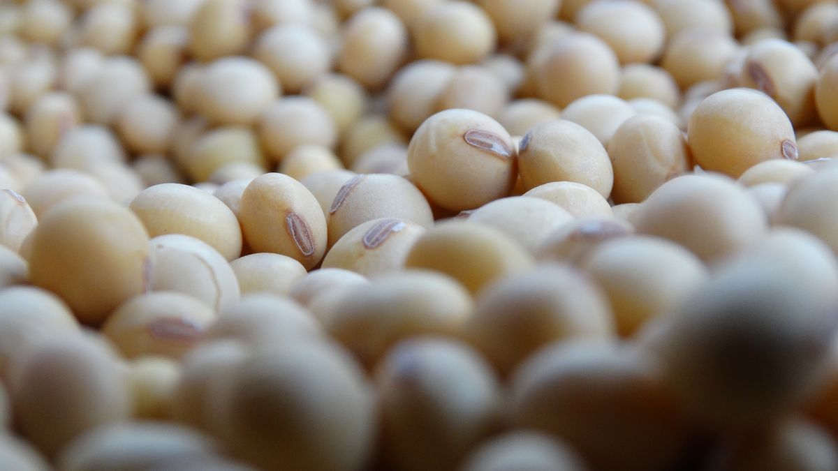 Todo lo que el MGAP exige para evitar la contaminación en soja con destino en China