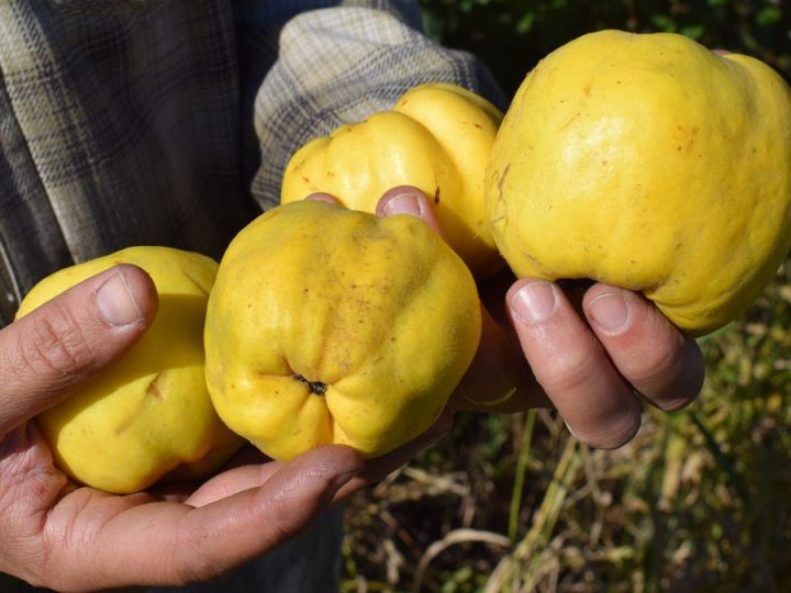 Membrillo y guayabo en una nueva Lista Inteligente de frutas y verduras recomendadas al consumidor