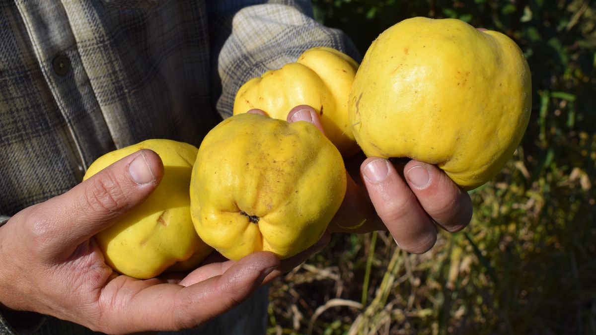 Membrillo y guayabo en una nueva Lista Inteligente de frutas y verduras recomendadas al consumidor