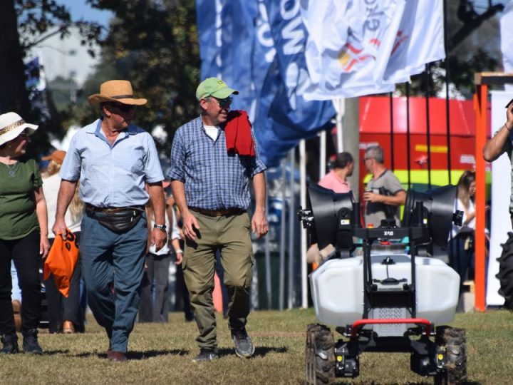 Último día para visitar la Expo Rural de Melilla: cómo llegar y la lista de actividades destacadas