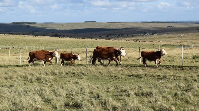 Empieza una nueva etapa para la ganadería en Uruguay