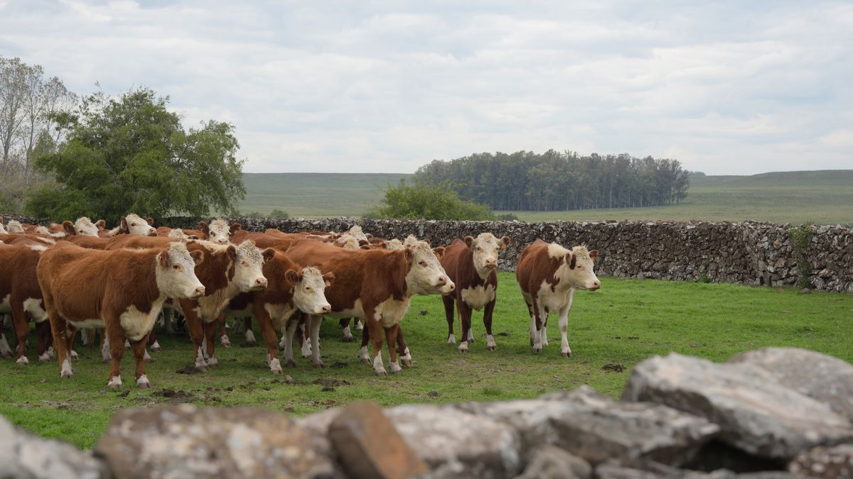 La Federación Rural, tres decisiones sobre residuos de garrapaticida en carnes y un reclamo por la bichera